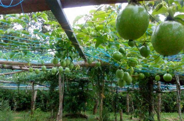 Farm1